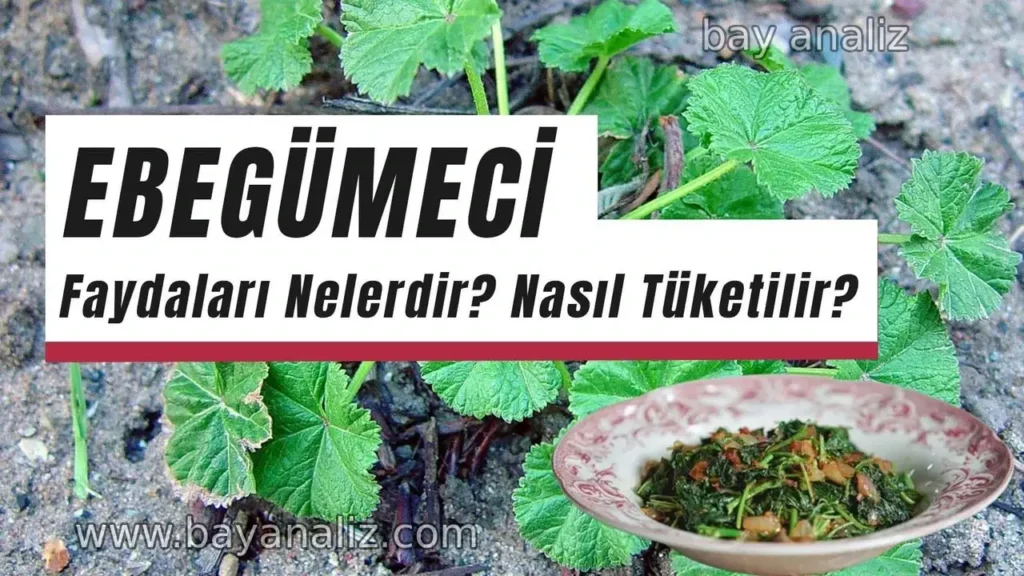 Ebegümecinin Faydaları Nelerdir? Doğanın Şifalı Otunun Mucizevi Etkileri